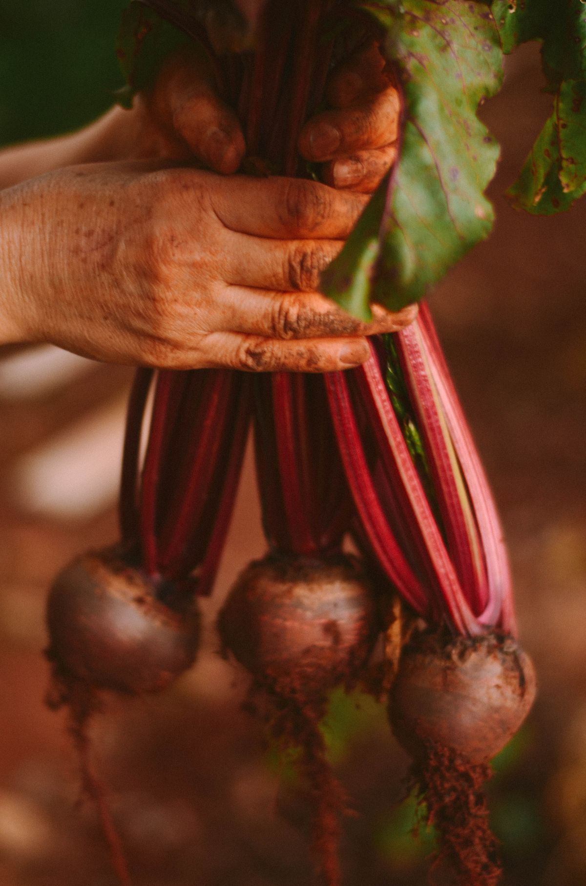 Food as Medicine: Beet Kvass Recipe